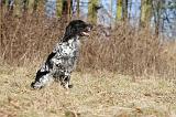 SETTER ANGLAIS 058